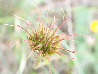 Geum sylvaticum, photographed by David Delon