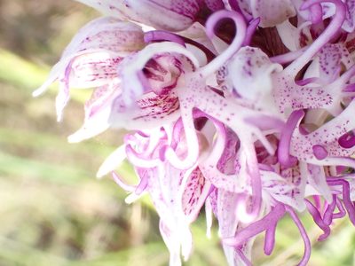 Orchis simia, photographed by David Delon