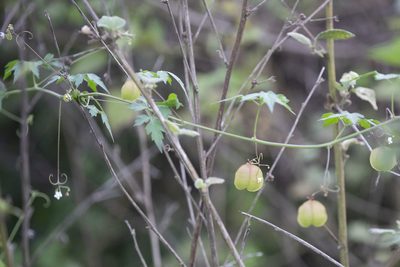 Cardiospermum halicacabum, photographed by Kristof Zyskowski