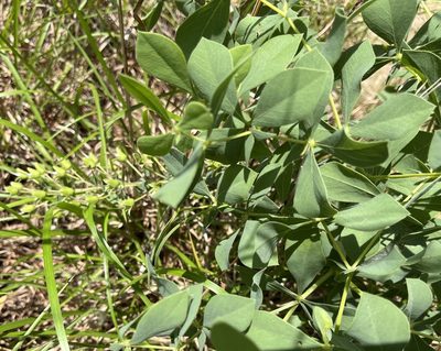 Baptisia leucophaea, photographed by LBuffum