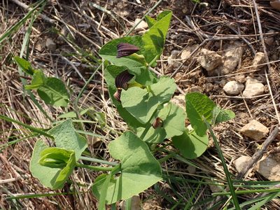 Aristolochia rotunda, photographed by David Delon