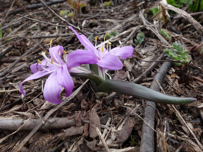 Colchicum bulbocodium, photographed by Wolfgang Jauch