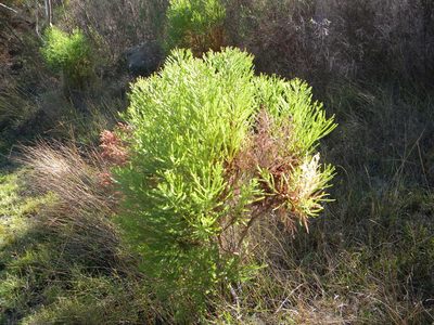 Berzelia lanuginosa, photographed by Tim Kirsten