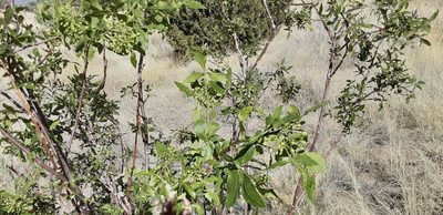 Ptelea trifoliata, photographed by bmasinton