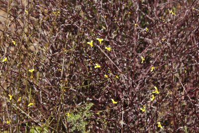 Senecio pubigerus, photographed by Tony Rebelo