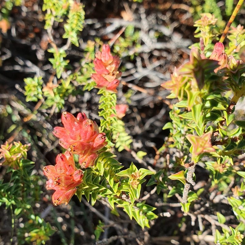 Penaea mucronata, photographed by Corli du Toit Smith
