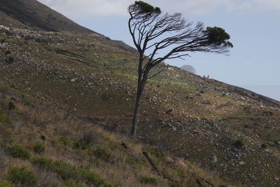 Pinus pinea, photographed by Tony Rebelo