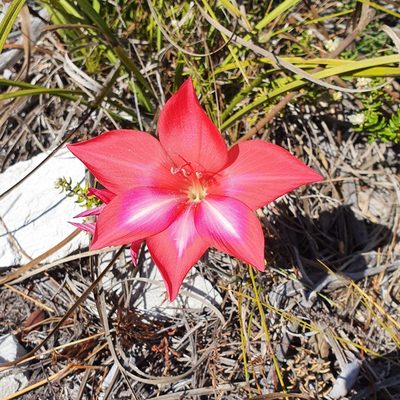 Gladiolus carmineus, photographed by Corli du Toit Smith