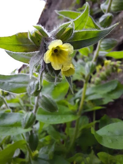 Nonea lutea, photographed by Antón David Pérez Rodríguez