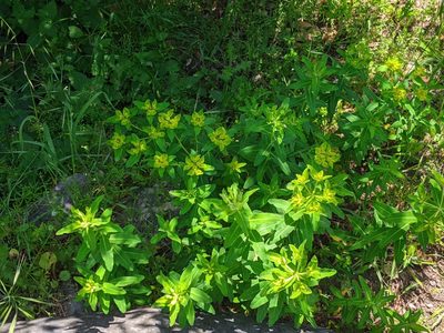 Euphorbia oblongata, photographed by Will Cornwell