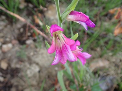 Gladiolus italicus, photographed by David Delon