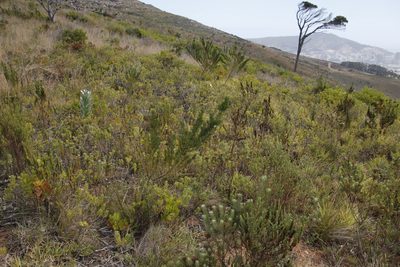 Psoralea pinnata, photographed by Tony Rebelo