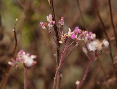 Senecio purpureus, photographed by Tony Rebelo