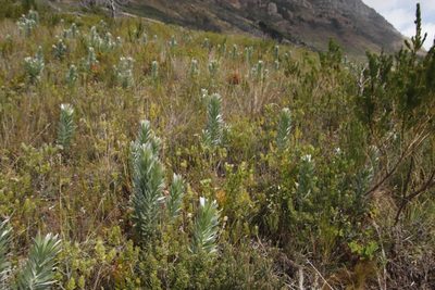 Leucadendron argenteum, photographed by Tony Rebelo