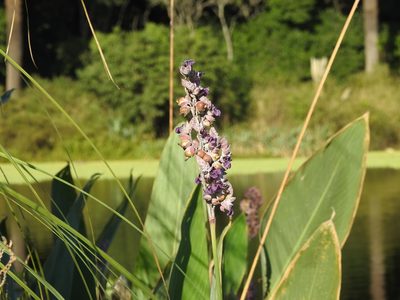 Thalia multiflora, photographed by Eduardo Luis Beltrocco
