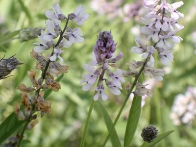 Orbexilum pedunculatum, photographed by drnancyjackson