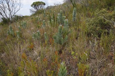 Leucadendron argenteum, photographed by Tony Rebelo