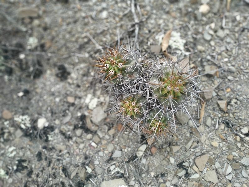 Lobivia bridgesii, photographed by Mariela Nicole Crespo Carrazana