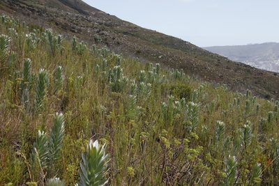 Leucadendron argenteum, photographed by Tony Rebelo