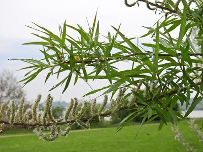 Salix viminalis, photographed by Susan Marley
