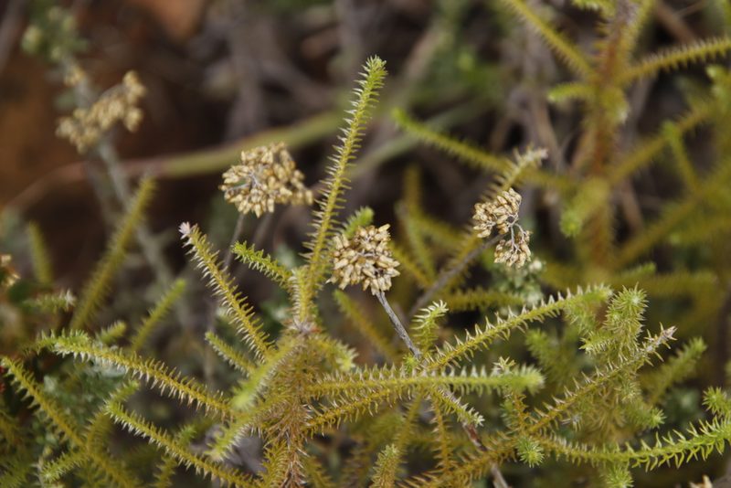 Helichrysum teretifolium, photographed by Tony Rebelo