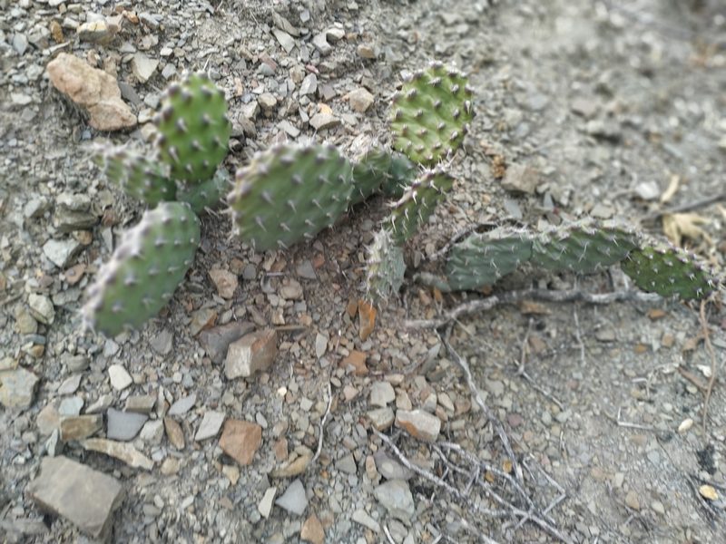 Opuntia sulphurea, photographed by Mariela Nicole Crespo Carrazana