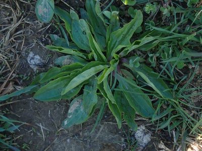 Plantago rugelii, photographed by Lynn Harper