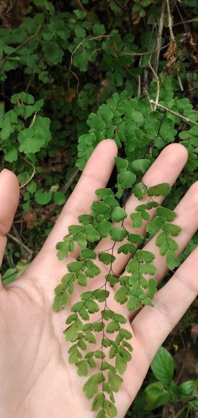Adiantum lorentzii, photographed by Fede y Vani