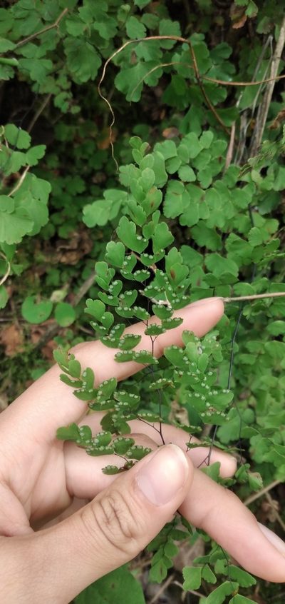 Adiantum lorentzii, photographed by Fede y Vani
