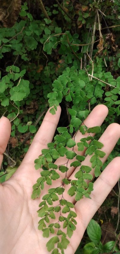 Adiantum lorentzii, photographed by Fede y Vani