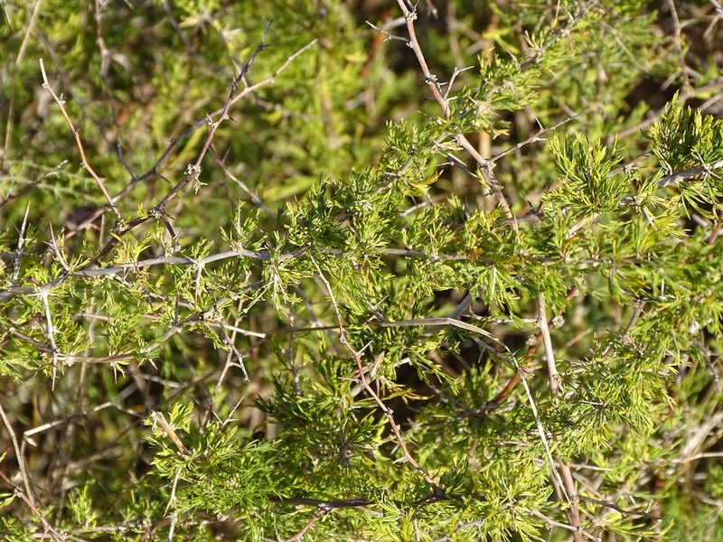 Asparagus suaveolens, photographed by Shaun Swanepoel