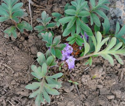 Hydrophyllum alpestre, photographed by Michael Warner