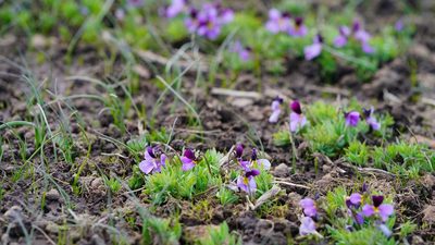 Viola beckwithii, photographed by Michael Warner