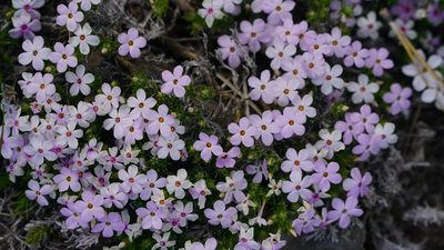 Phlox diffusa, photographed by Michael Warner