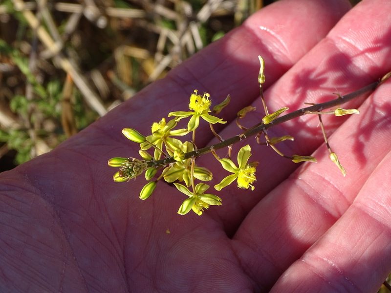 Bulbine frutescens, photographed by Shaun Swanepoel
