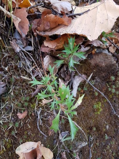Azorella spinosa, photographed by Javier Conejeros Gastó