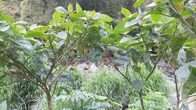 Solanum betaceum, photographed by EMDGL5