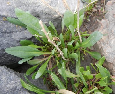Tripolium pannonicum, photographed by Jon Mortin