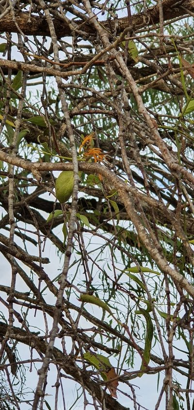 Dendrophthoe glabrescens, photographed by Bethlea Bell
