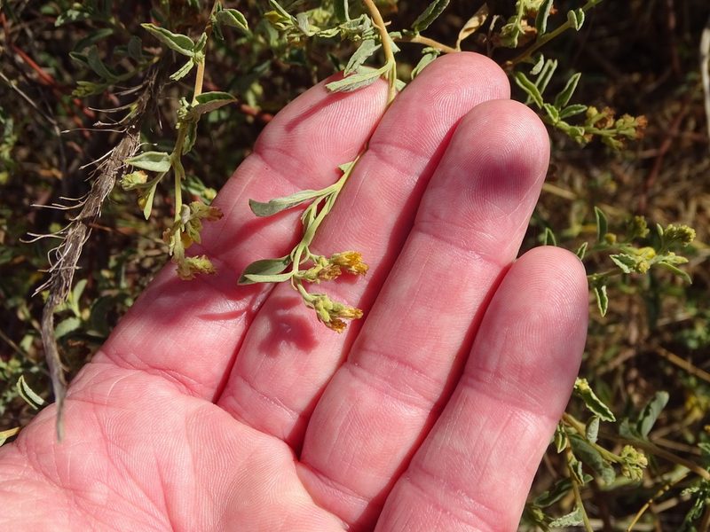 Hermannia holosericea, photographed by Shaun Swanepoel