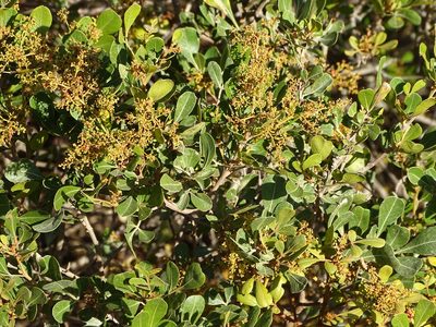 Searsia glauca, photographed by Shaun Swanepoel