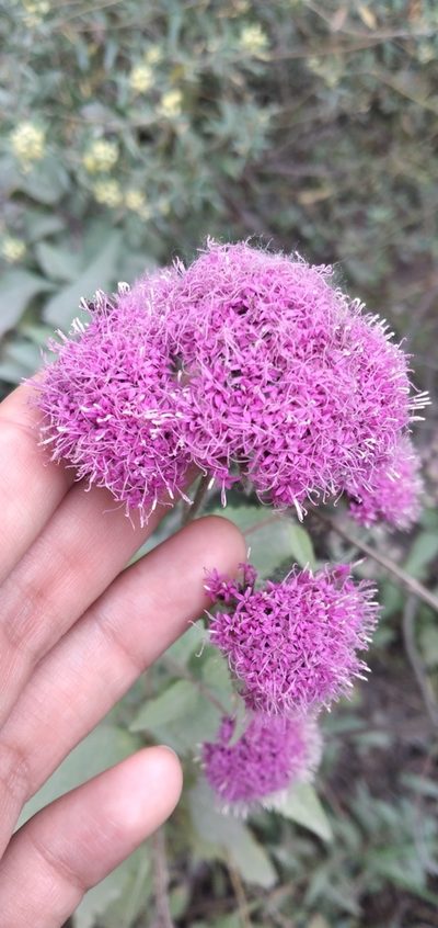 Stevia sanguinea, photographed by Fede y Vani