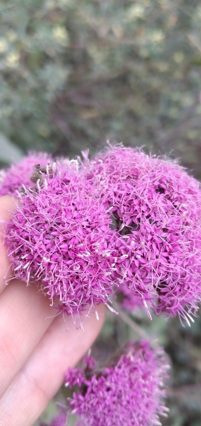 Stevia sanguinea, photographed by Fede y Vani