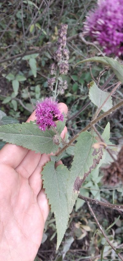 Stevia sanguinea, photographed by Fede y Vani