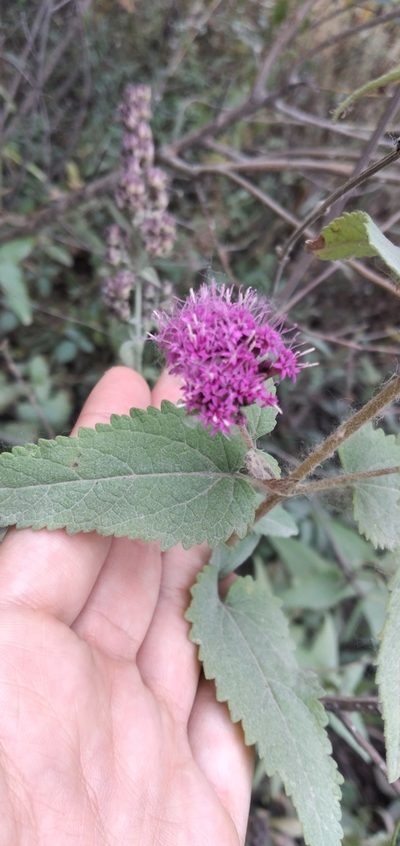 Stevia sanguinea, photographed by Fede y Vani