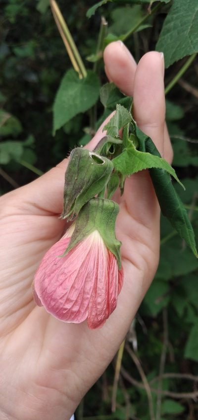 Callianthe jujuiensis, photographed by Fede y Vani