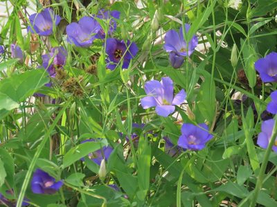 Eustoma russellianum