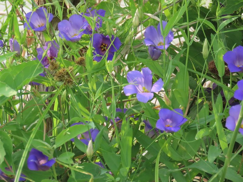 Eustoma russellianum, photographed by johnyochum