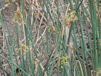 Schoenoplectus tabernaemontani, photographed by johnyochum