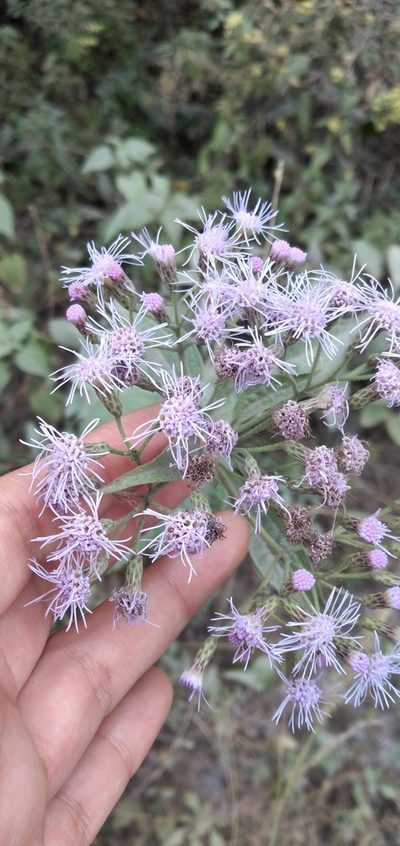Chromolaena hookeriana, photographed by Fede y Vani